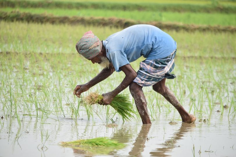 Người trồng lúa Bangladesh gặp khó vì bệnh đạo ôn ảnh hưởng đến trồng lúa